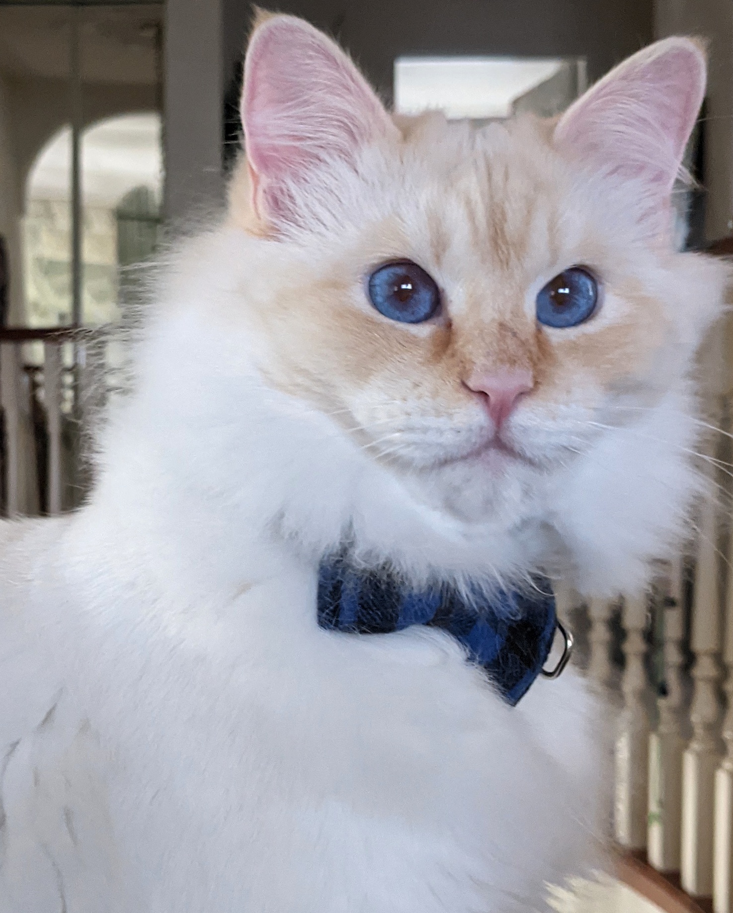 Photo of Bastion's cat.