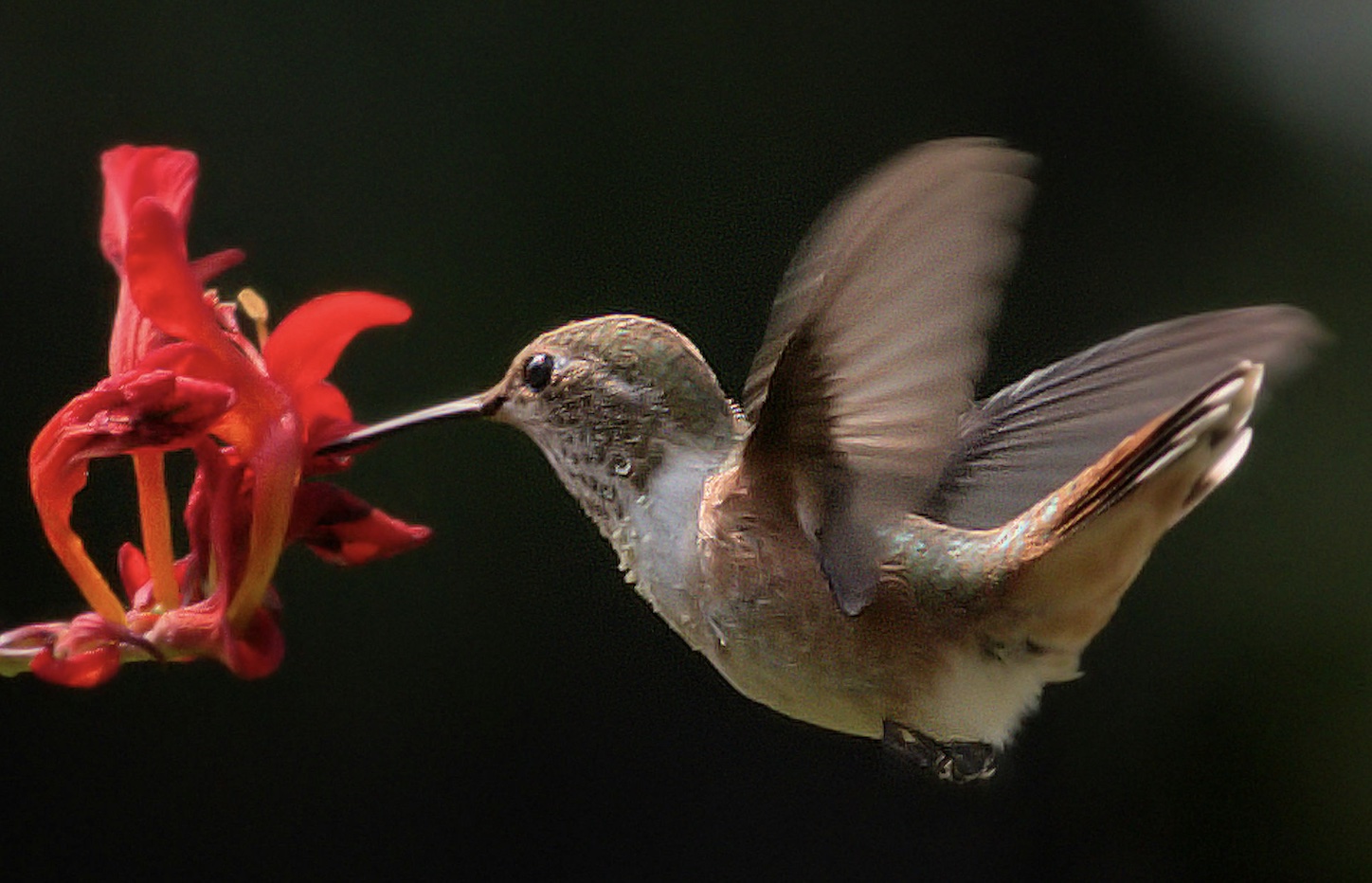 Hummingbird extracting nectar from red flower.
