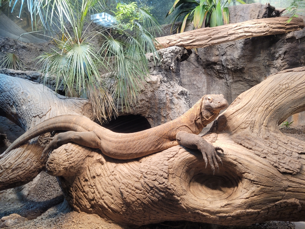 Komodo Dragon, Woodlands Park Zoo, Seattle.